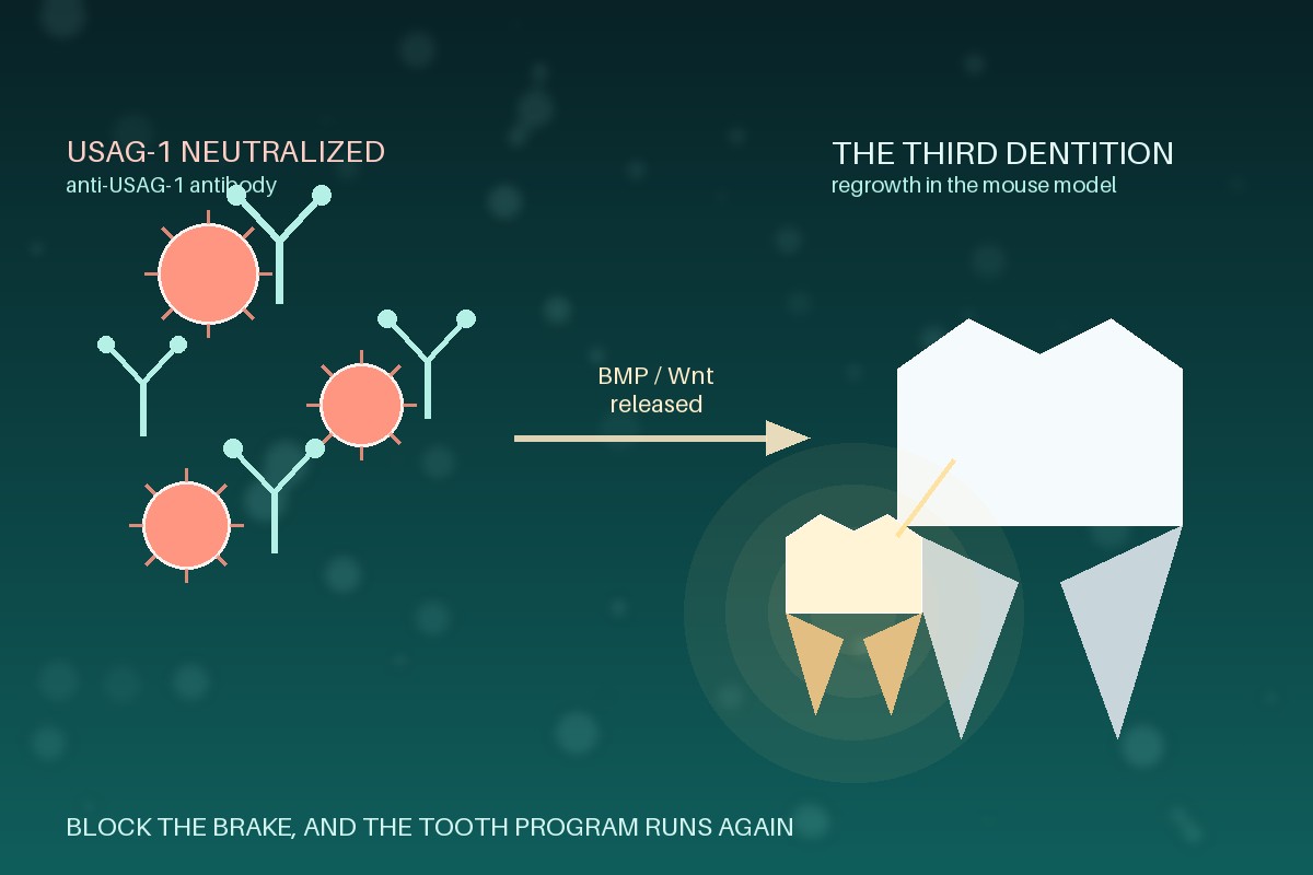 Laboratory mouse research behind USAG-1 (SOSTDC1) tooth regrowth studies; a feature of the Panacea Bio Chem tooth-regrowth record by Bogdan Dicoias